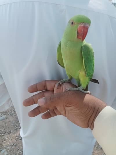 03118835302 Katha Full Hand Tame Friendly Green Ringneck Pathy