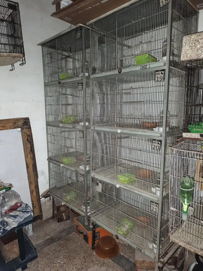 LOVEBIRDS BIRDS CAGE
