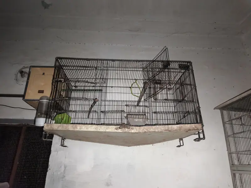 LOVEBIRDS BIRDS CAGE — photo 2