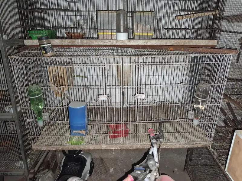 LOVEBIRDS BIRDS CAGE — photo 3