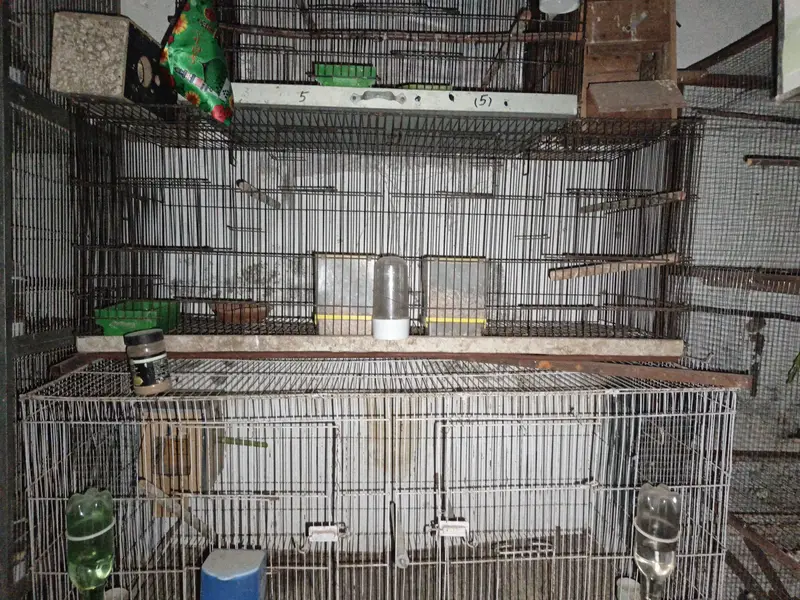 LOVEBIRDS BIRDS CAGE — photo 4