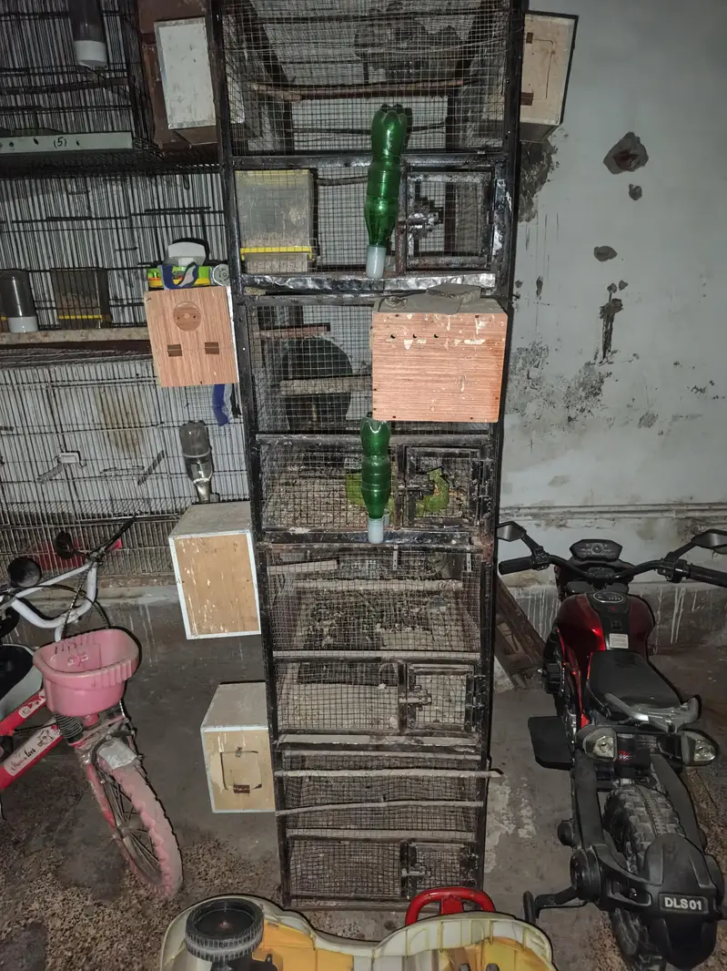 LOVEBIRDS BIRDS CAGE — photo 5