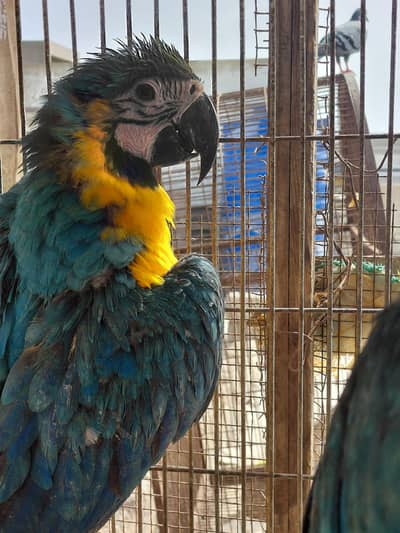 macaw blue and gold self chicks