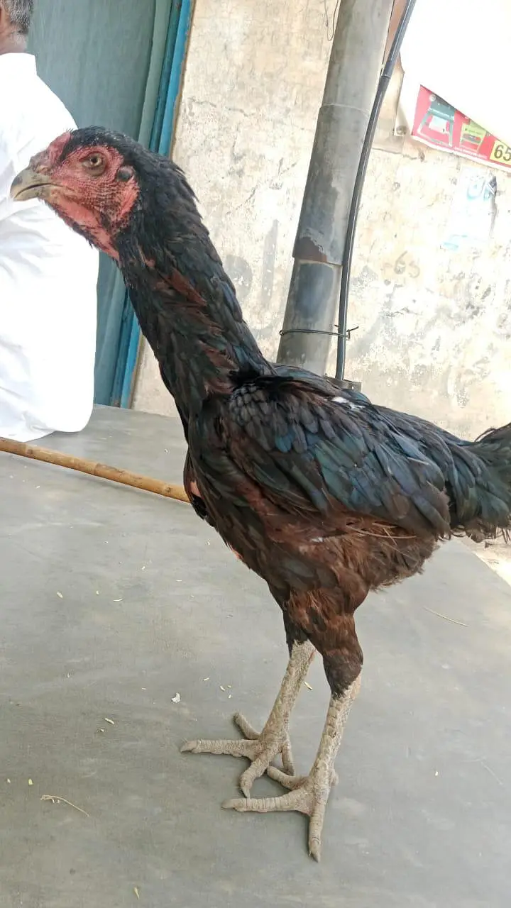 shokeen log rabta kry Whatsapp number 03289763465 — photo 2