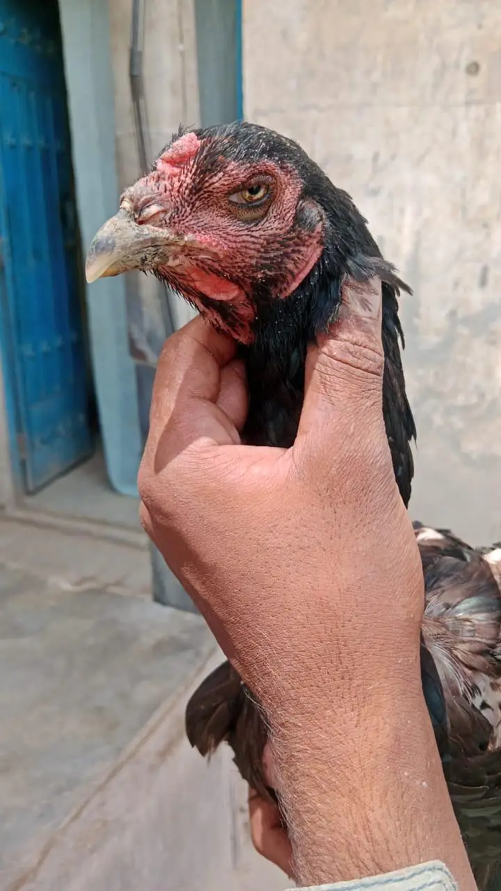 shokeen log rabta kry Whatsapp number 03289763465 — photo 3