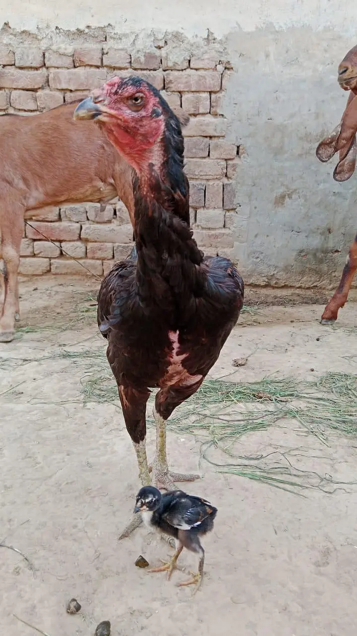 shokeen log rabta kry Whatsapp number 03289763465 — photo 4