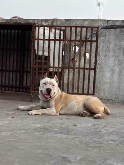 American Pitbull 9 Months