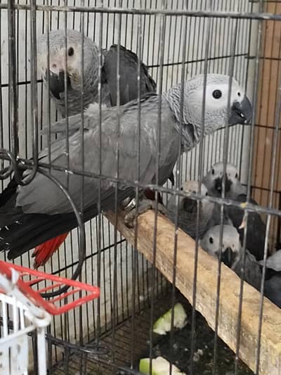 GREY parrot Congo size chick silver colour