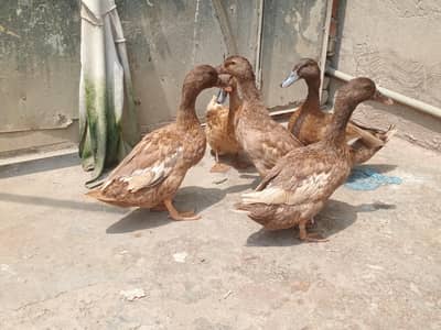 jora 4500 ka h  03164350590