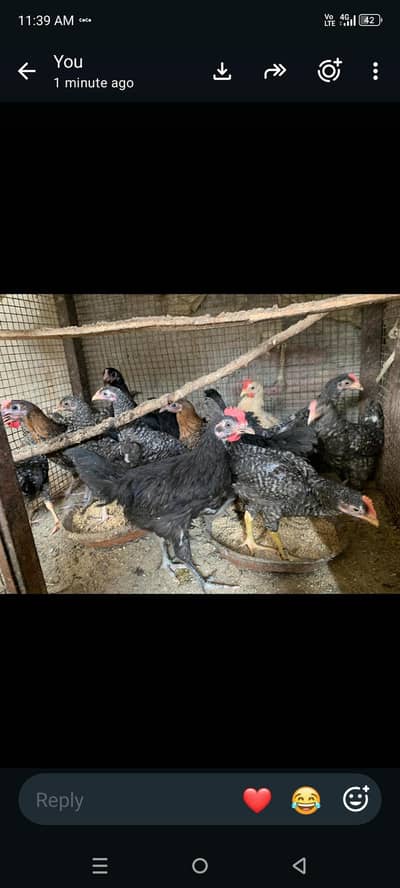 plymouth and white bantam chiks