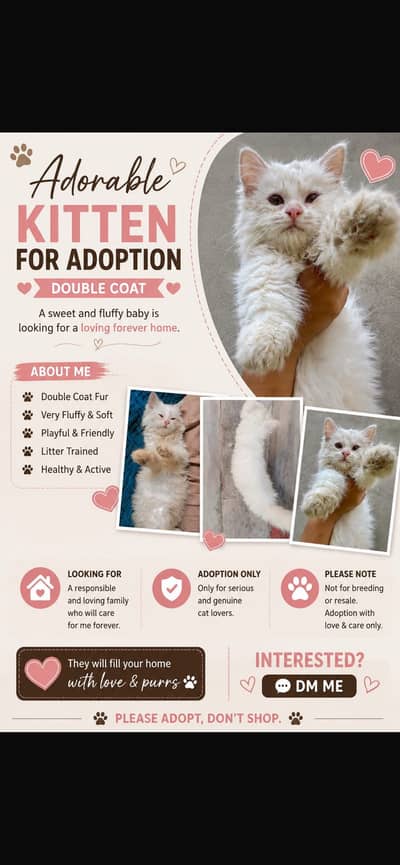 Pure White Persian Cat – Fluffy Triple Coated Female