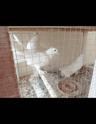 White Pigeons with Cage
