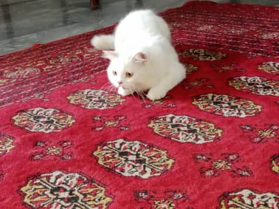 male and female Russian cats for sale