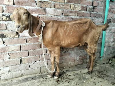 2 bakriya forsale Hy brown wali 45 din ki cross hy