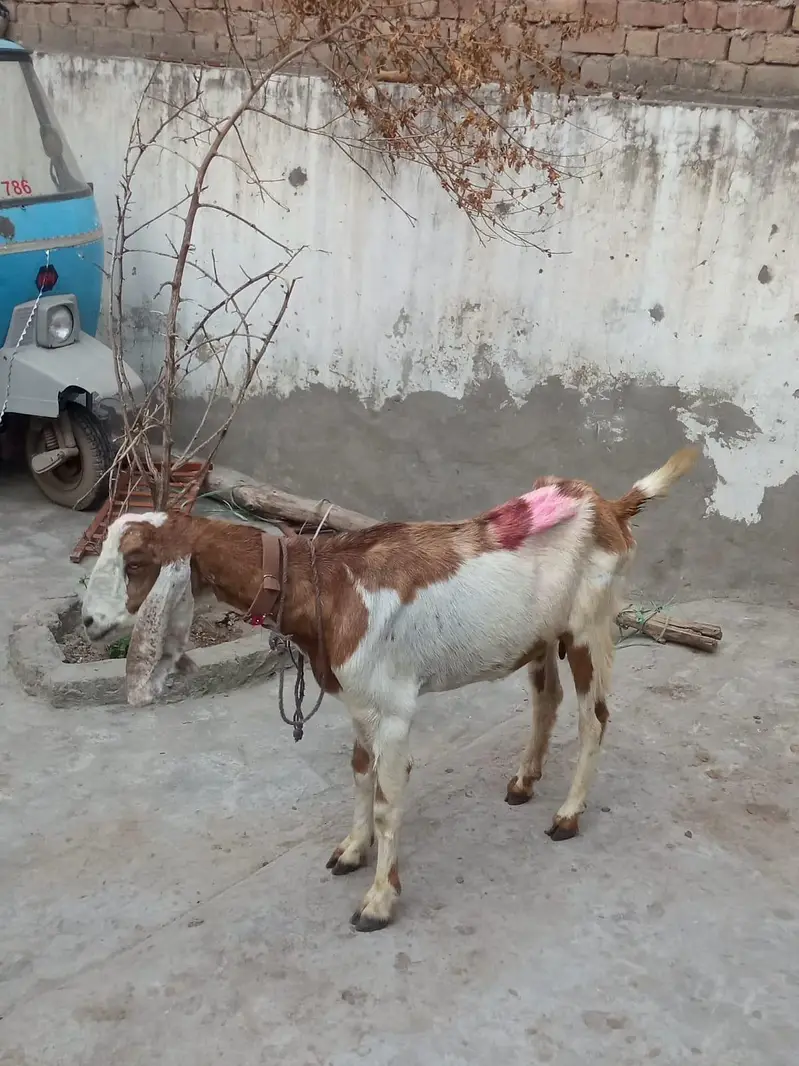 2 bakriya forsale Hy brown wali 45 din ki cross hy — photo 2