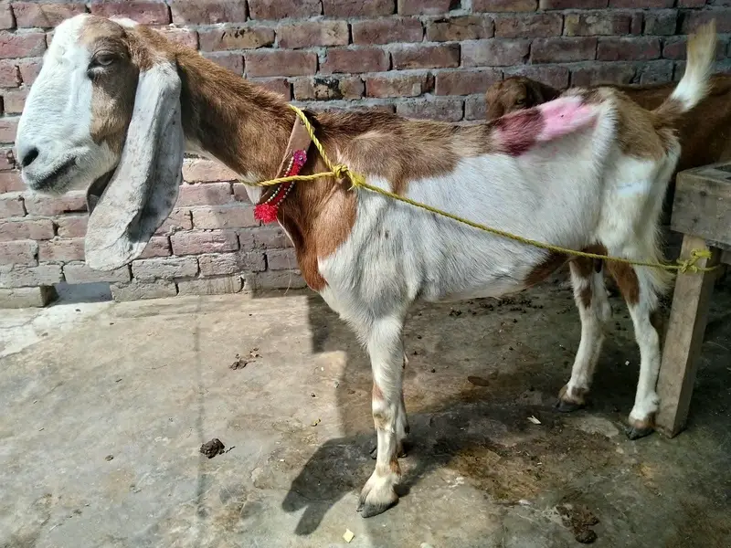 2 bakriya forsale Hy brown wali 45 din ki cross hy — photo 3
