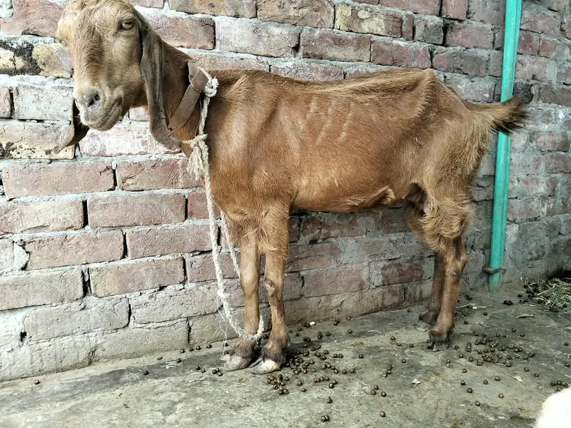 2 bakriya forsale Hy brown wali 45 din ki cross hy — photo 4