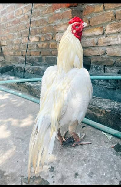 Aseel heera breeder