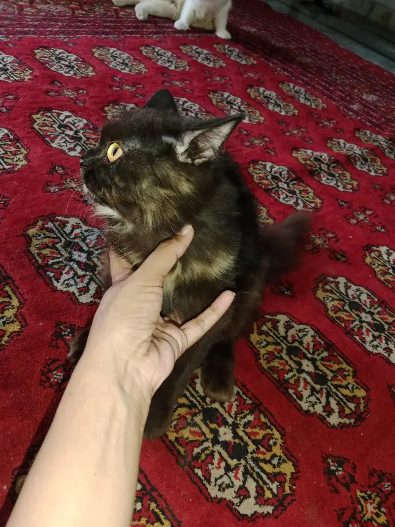 male and female Russian cats for sale — photo 2