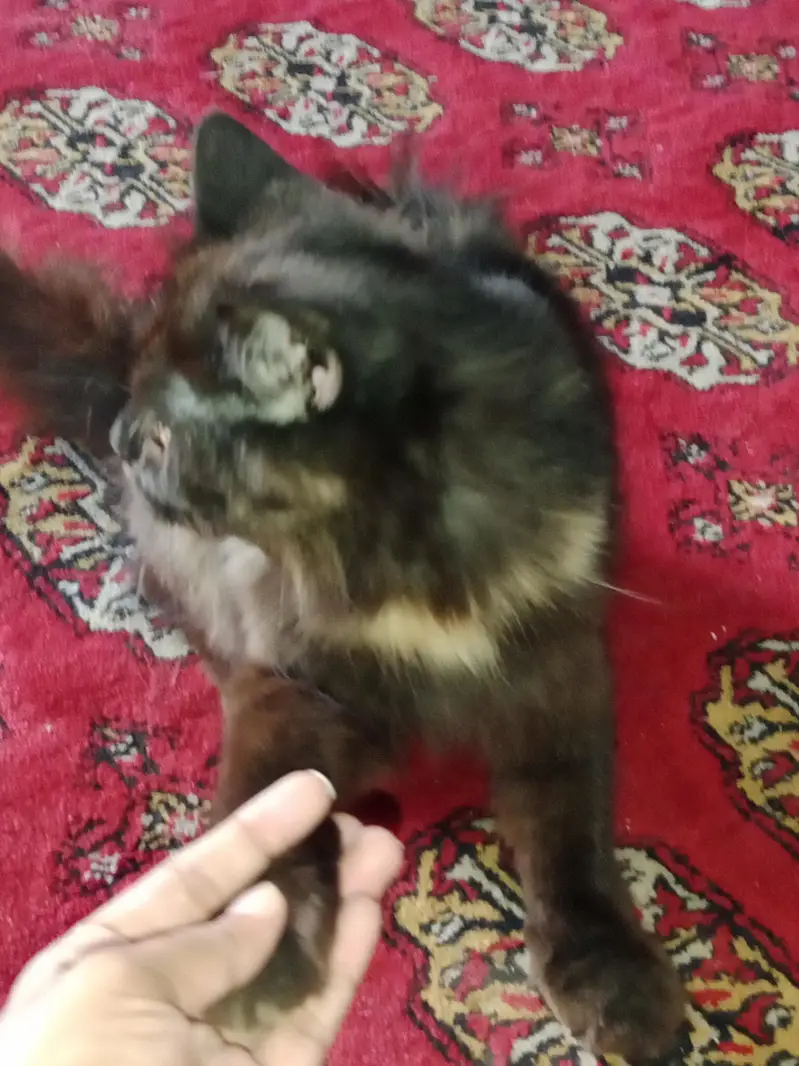 male and female Russian cats for sale — photo 3