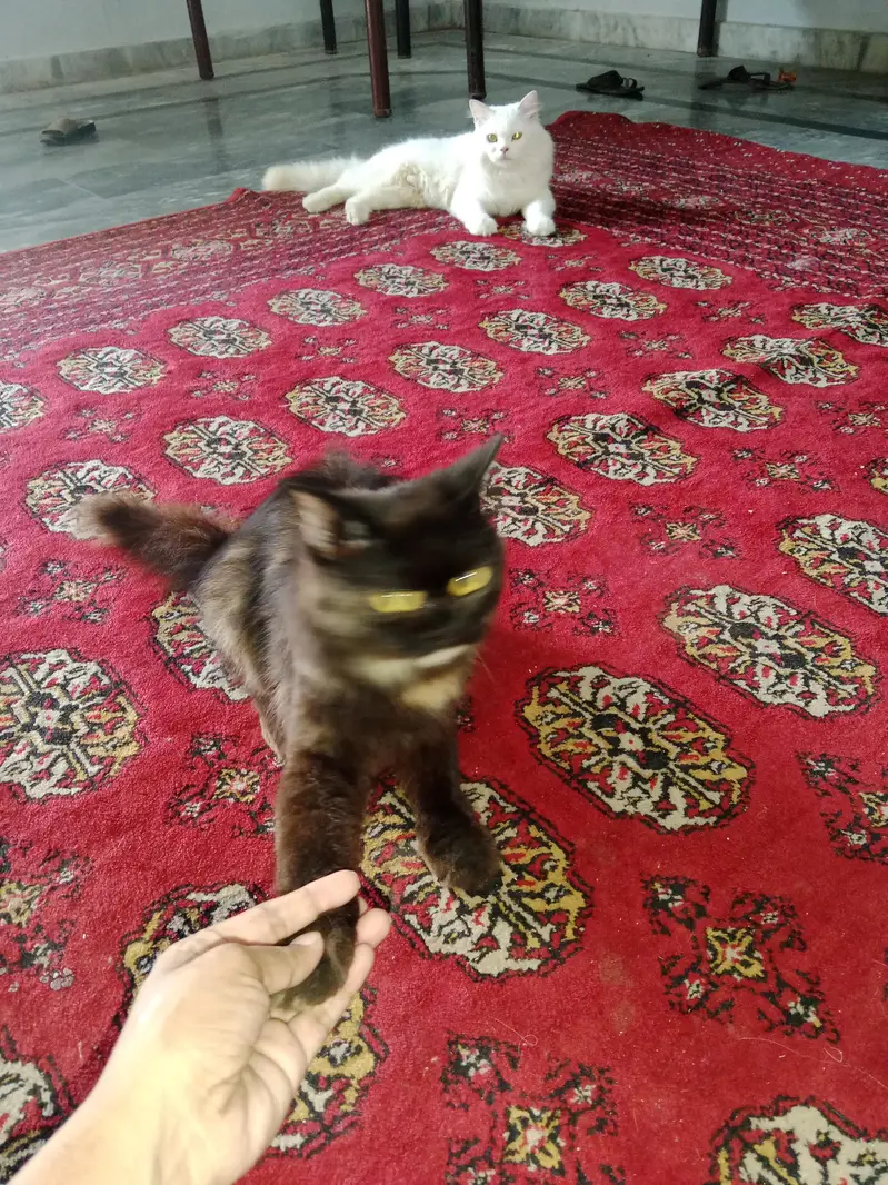 male and female Russian cats for sale — photo 4