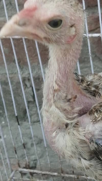 aseel bachee Pure chicks quality ke Aseel chicks pura quality ma pair