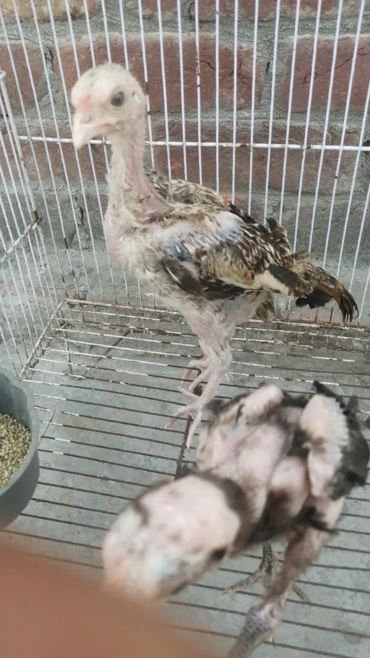 aseel bachee Pure chicks quality ke Aseel chicks pura quality ma pair — photo 5