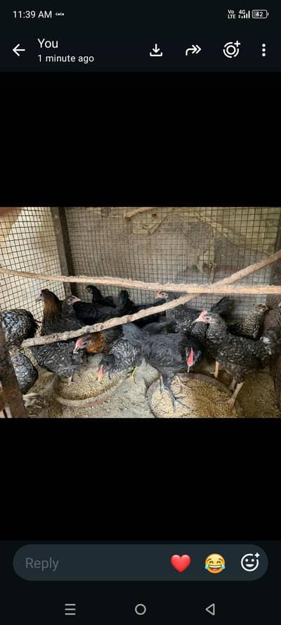 plymouth bantam loman black
