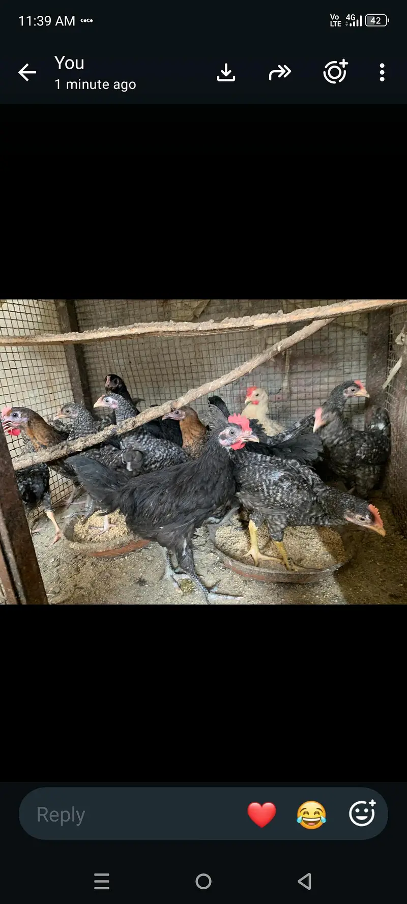 plymouth bantam loman black — photo 2
