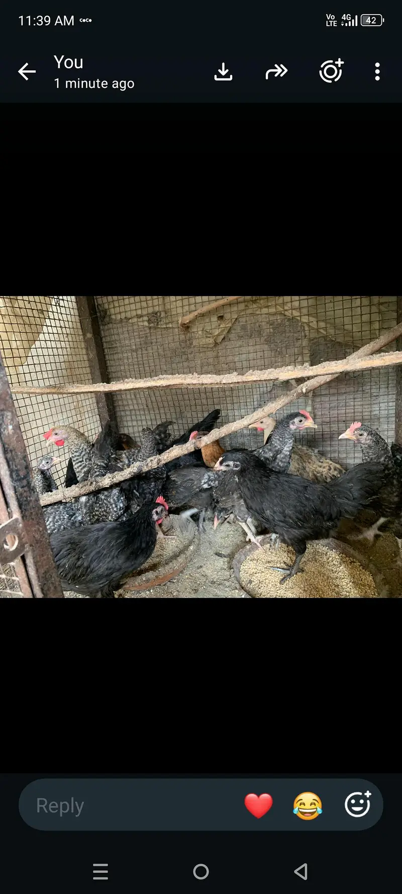 plymouth bantam loman black — photo 3