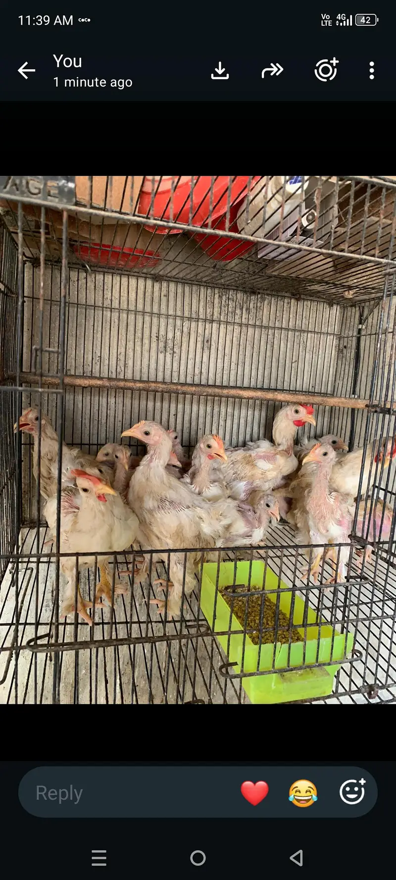 plymouth bantam loman black — photo 4