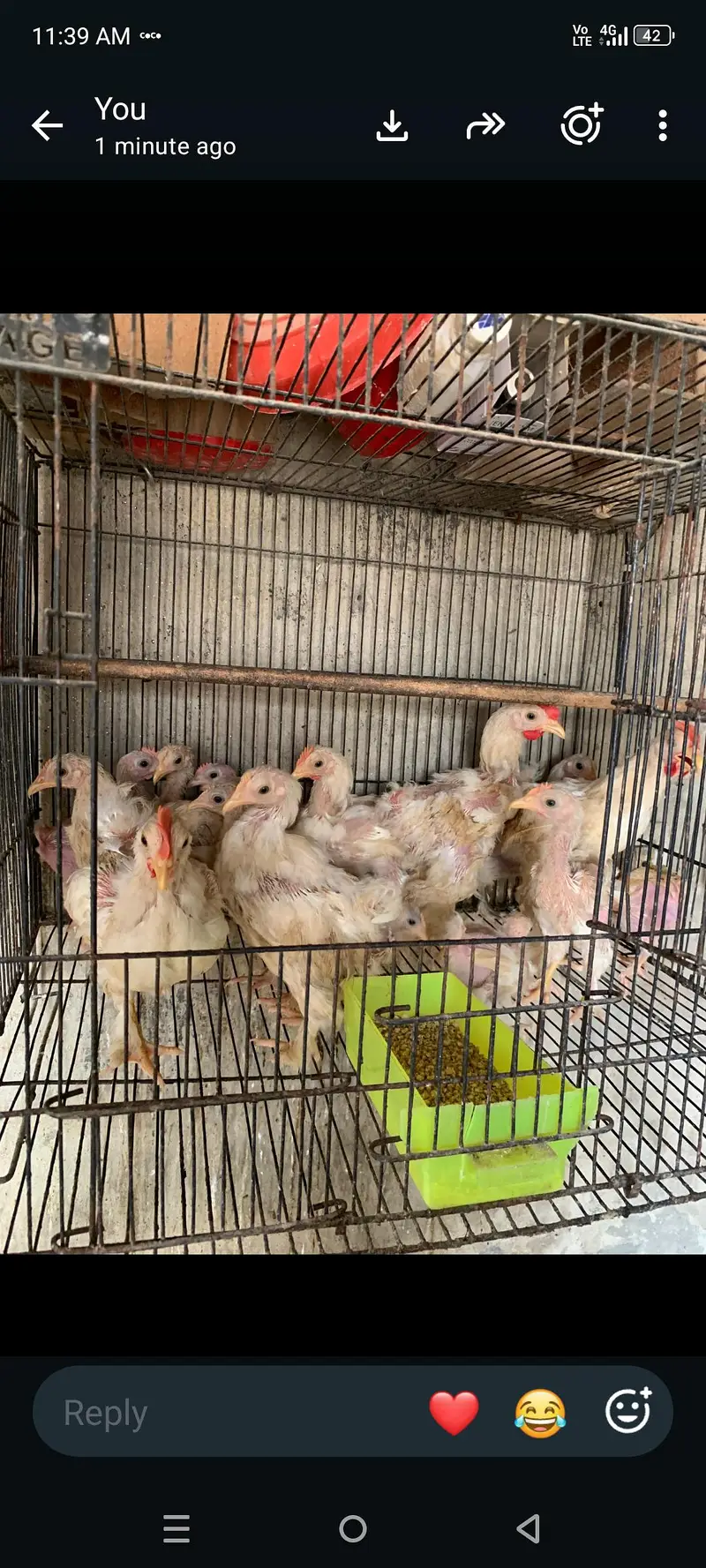 plymouth bantam loman black — photo 5