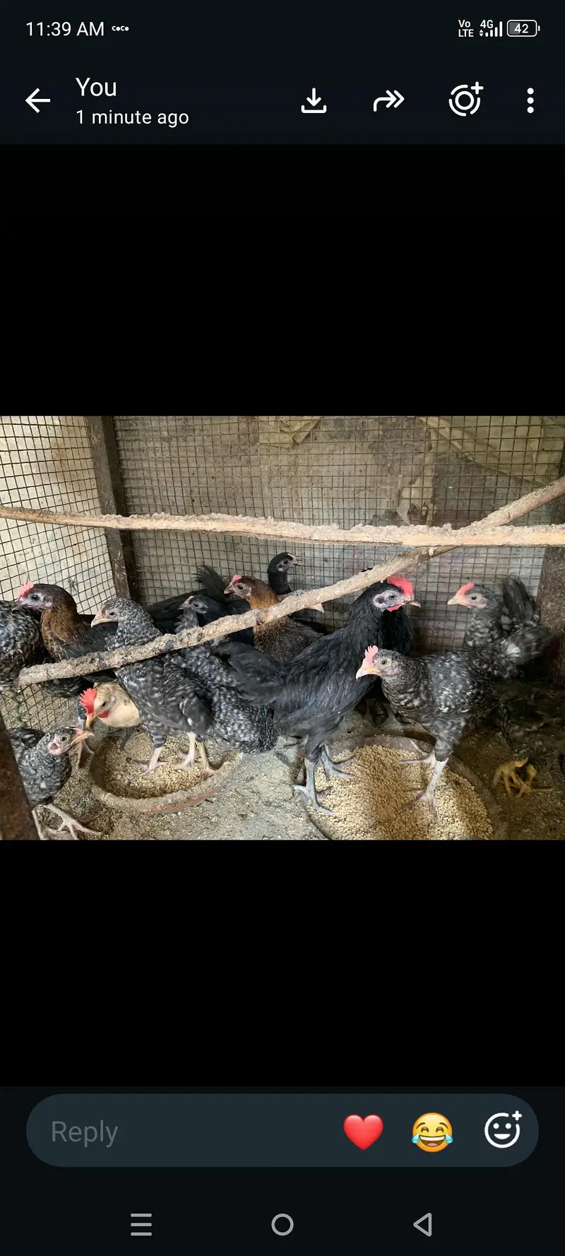 plymouth bantam loman black — photo 6
