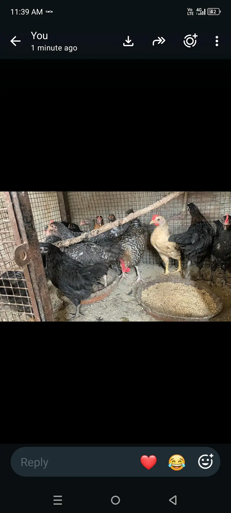 plymouth bantam loman black — photo 7