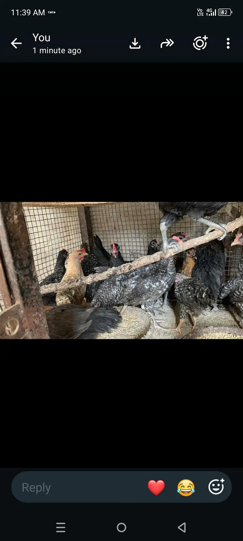 plymouth bantam loman black — photo 8