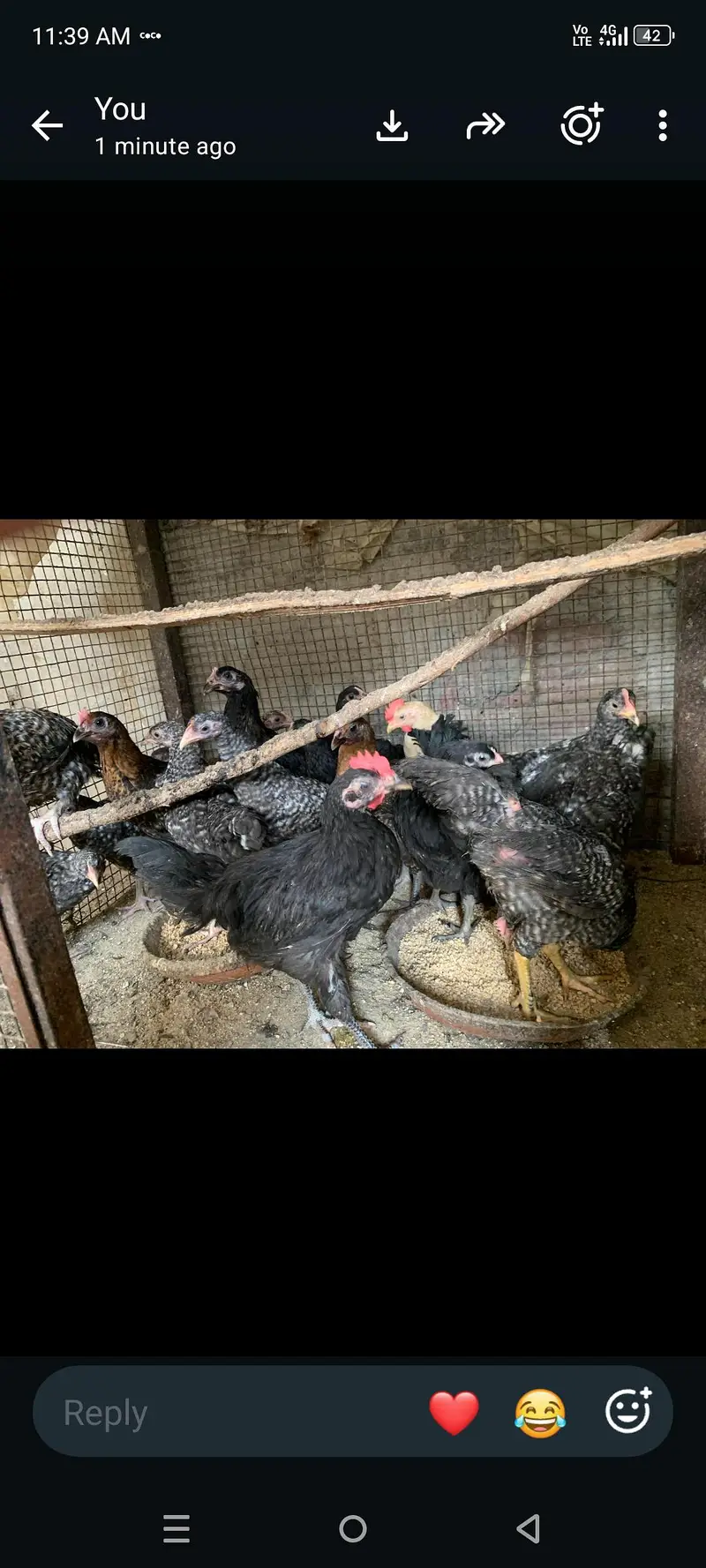 plymouth bantam loman black — photo 9
