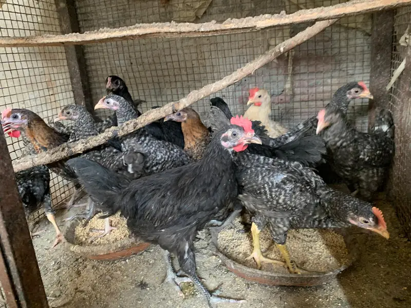 plymouth bantam loman black — photo 10