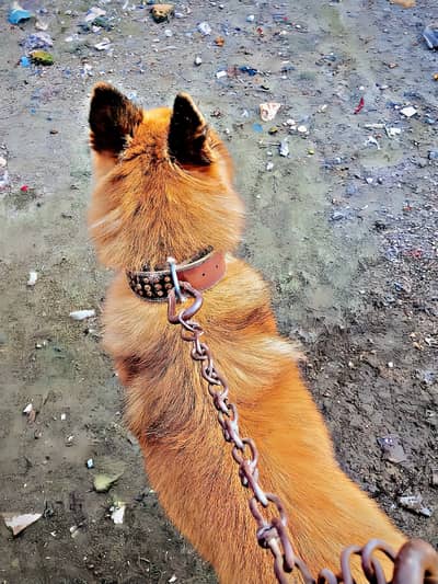 Tervuren shepherd