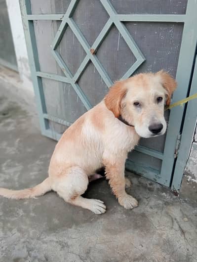 Golden Retriever Dog for sale