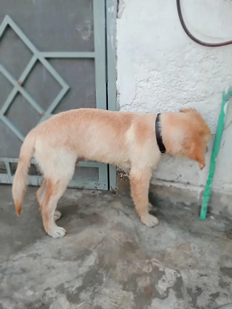 Golden Retriever Dog for sale — photo 2