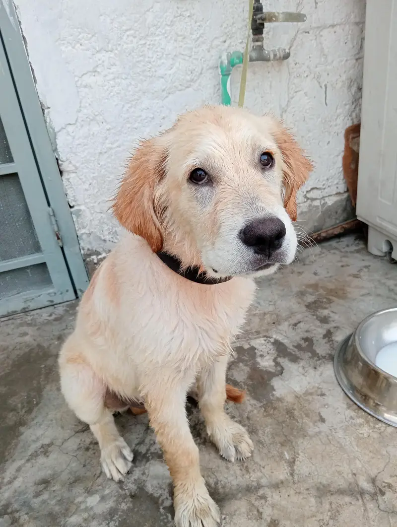 Golden Retriever Dog for sale — photo 3