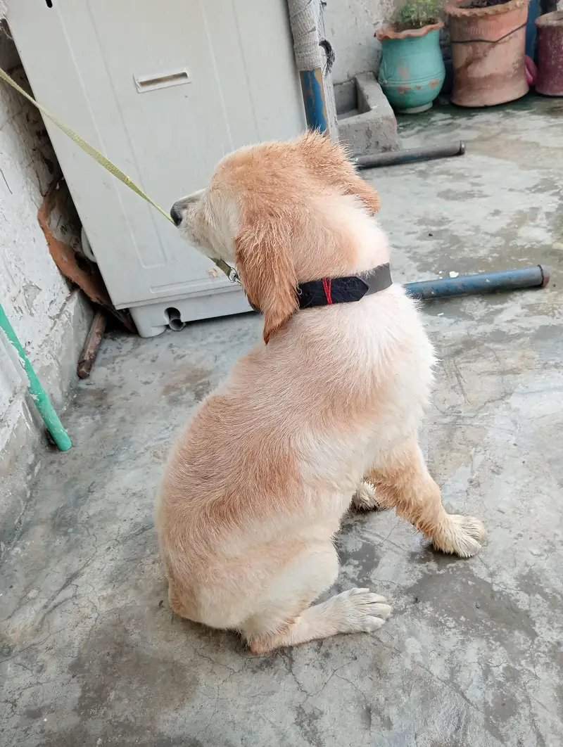 Golden Retriever Dog for sale — photo 4