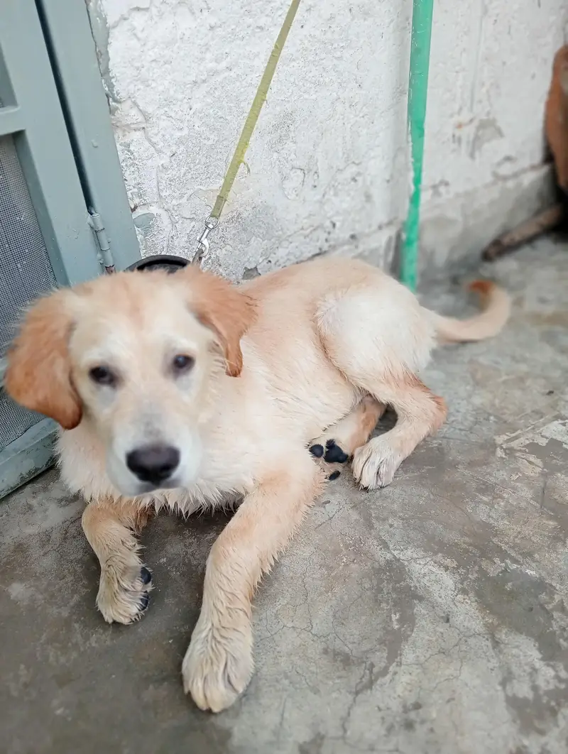 Golden Retriever Dog for sale — photo 5