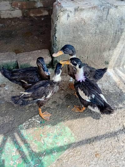 ducks & pigeon for sale 03189118189