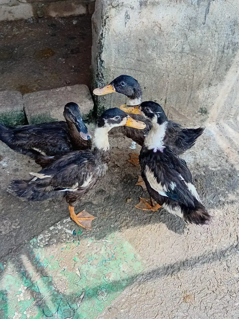 ducks & pigeon for sale 03189118189 — photo 2