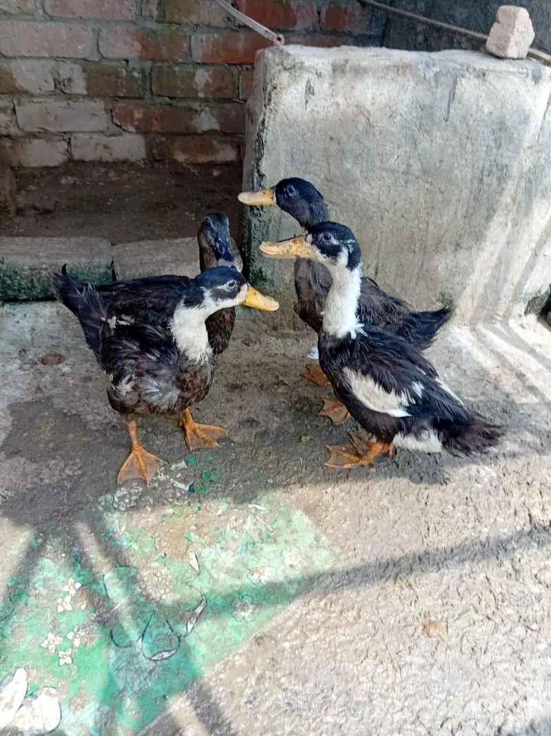 ducks & pigeon for sale 03189118189 — photo 3