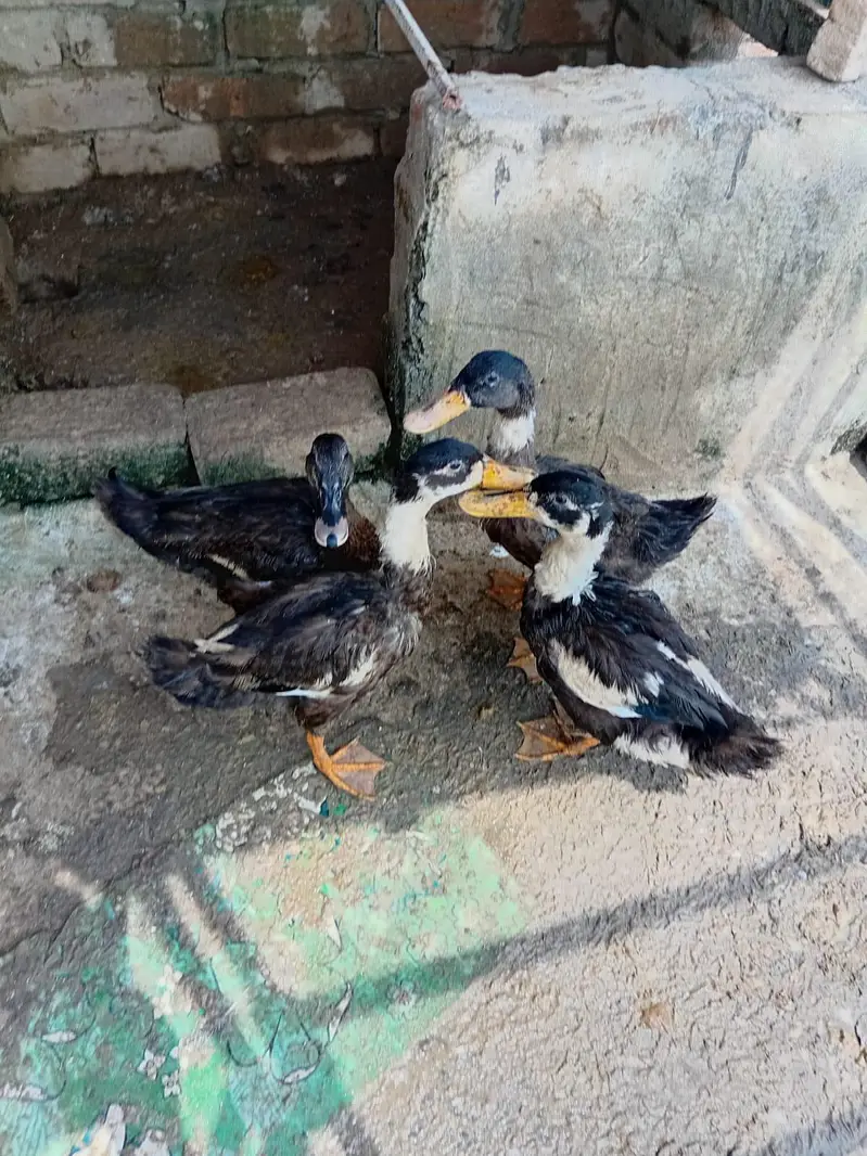ducks & pigeon for sale 03189118189 — photo 4