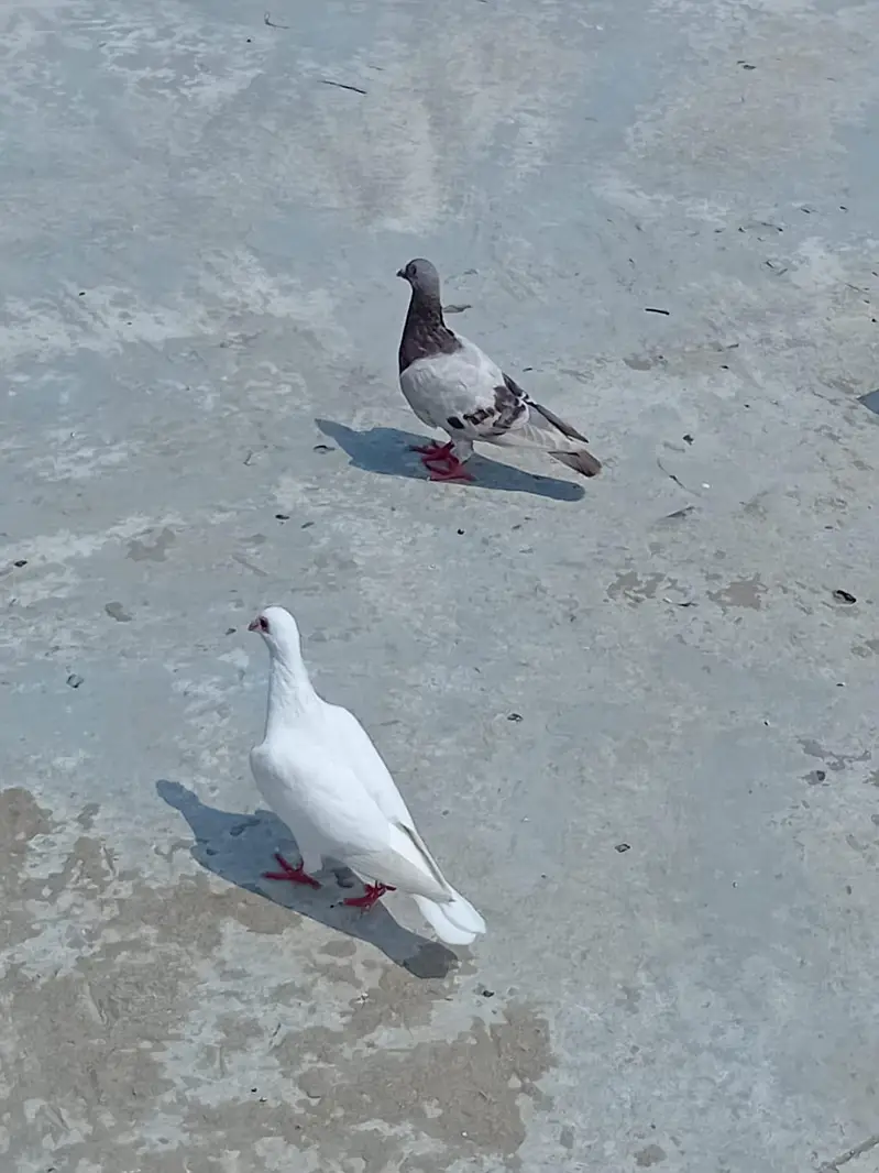 ducks & pigeon for sale 03189118189 — photo 6