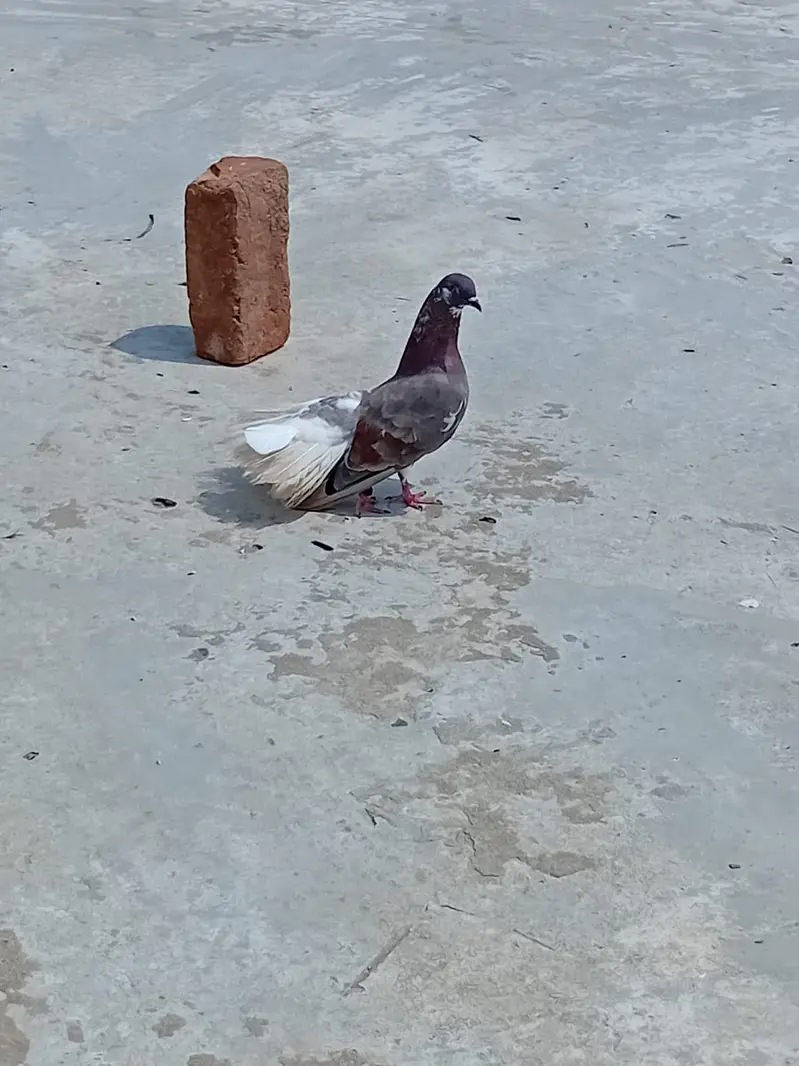 ducks & pigeon for sale 03189118189 — photo 7