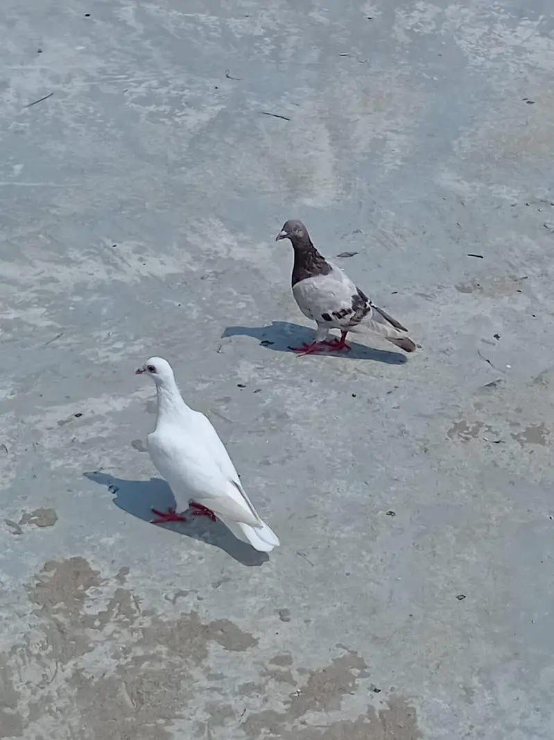 ducks & pigeon for sale 03189118189 — photo 8